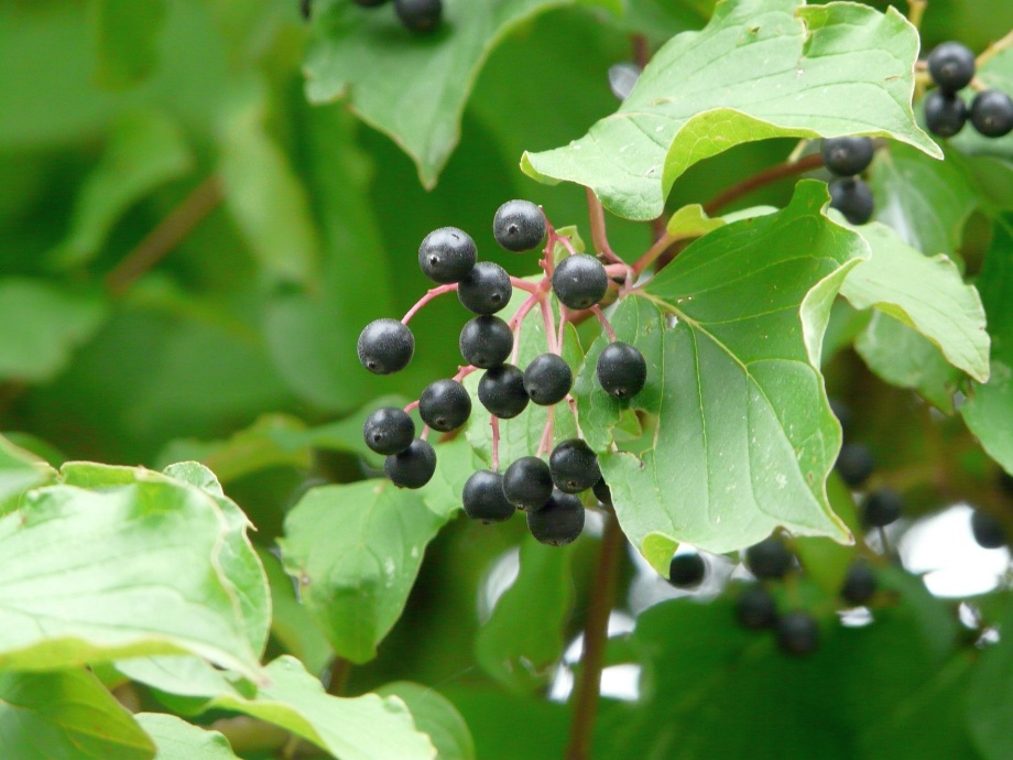 czarne owoce derenia