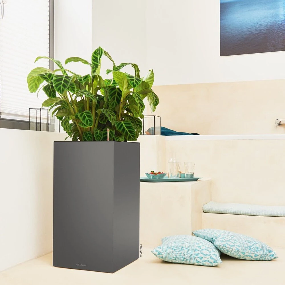 Difenbachia w eleganckiej, nowoczesnej czarnej donicy stoi w jasnym, minimalistycznym pokoju. Przestrzeń obejmuje przytulny kącik z niebieskimi wzorzystymi poduszkami i tacą ze szklankami, pod dużym oknem z naturalnym światłem. 