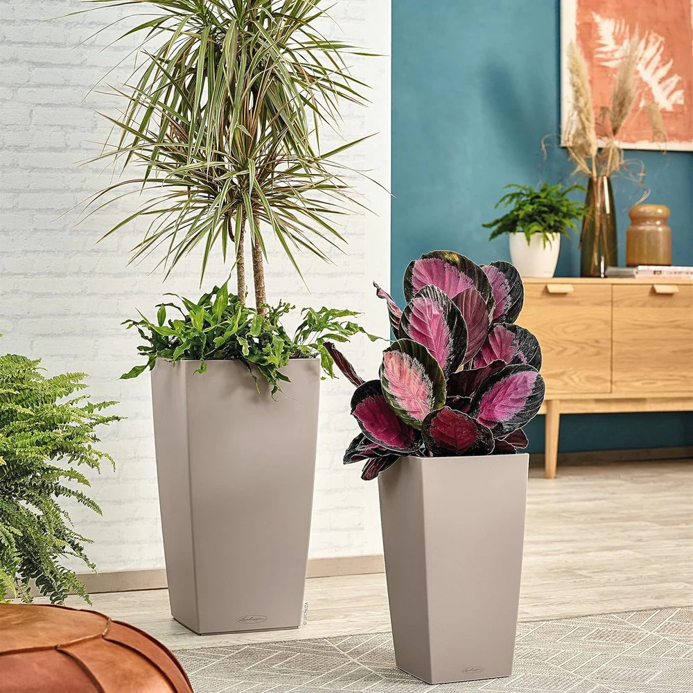 Dwie wysokie, beżowe donice w nowoczesnym salonie mieszczą roślinę draceny i kalateę o pstrych różowych liściach. W tle szafka, dekoracyjne wazony i liściasta roślina na tle niebiesko-białej ściany. 