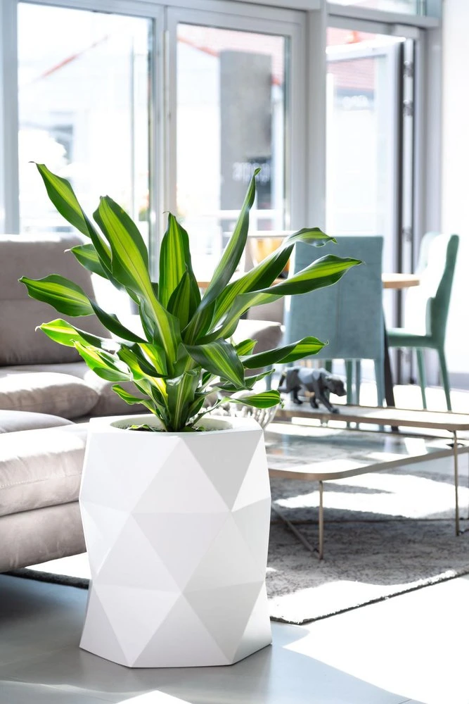 Difenbachia z dużymi zielonymi liśćmi stoi w geometrycznej białej donicy w jasnym salonie. Nowoczesna przestrzeń ma sofę, szklany stolik kawowy i wysokie okna wpuszczające dużo światła słonecznego. 