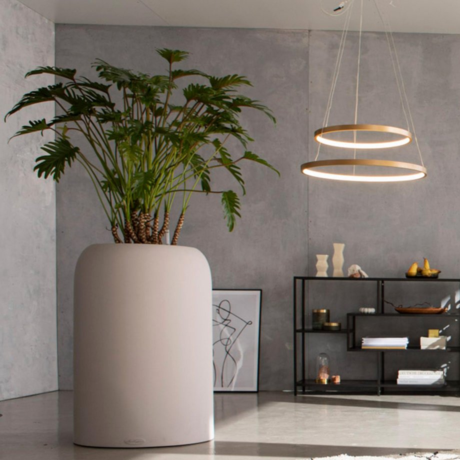 cudnolist w donicy havalo