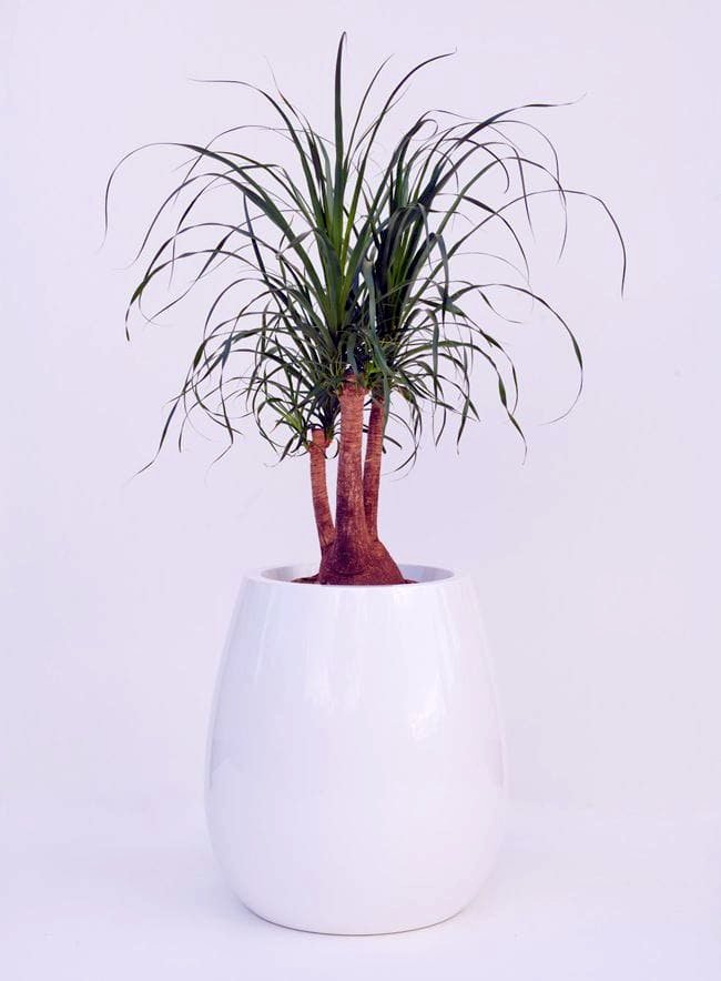 dracena w donicy