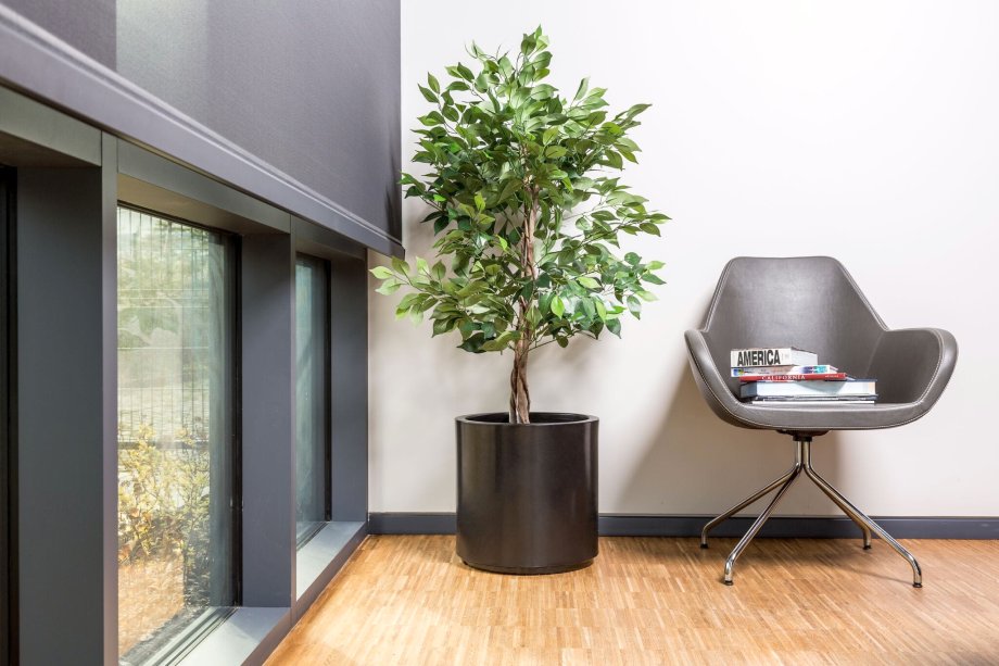 fikus benjamina w okrągłej donicy