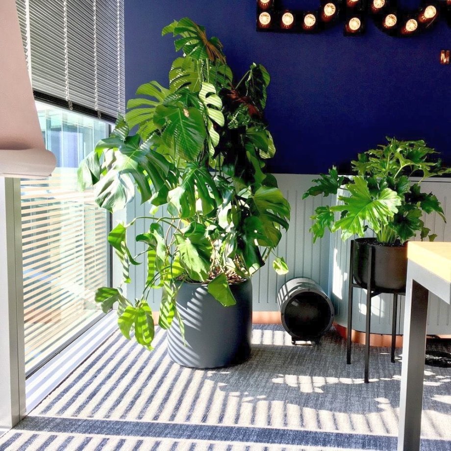 monstera w donicy ambienti
