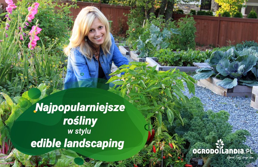 najpopularniejsze rośliny w stylu edible landscaping