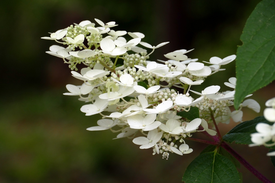 hortensja dębolistna