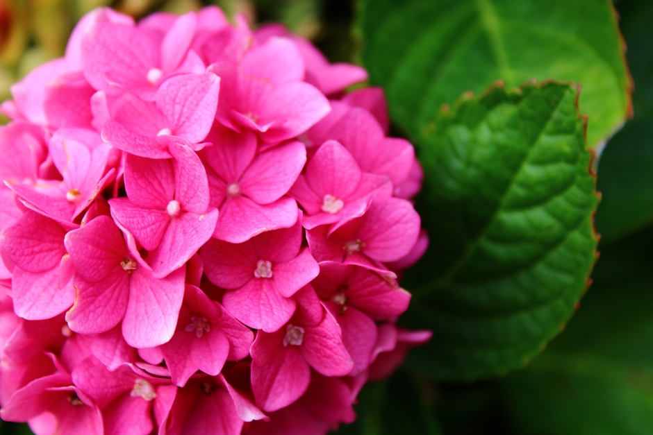 różowa hortensja ogrodowa