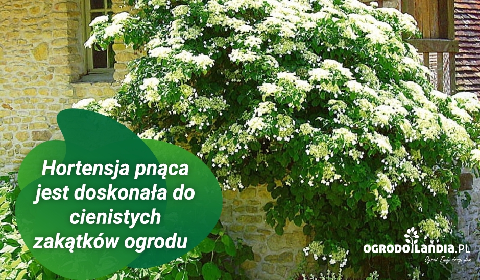 hortensja pnąca jest doskonała do cienistych zakątków ogrodu