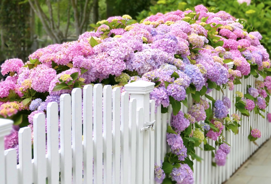 hortensja przy płocie