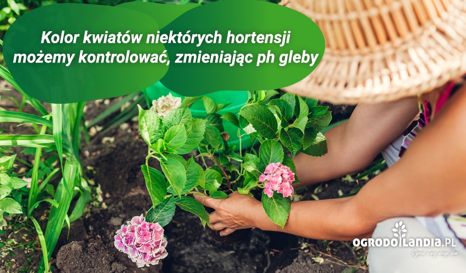 kolor kwiatów można zmieniać zmieniając ph gleby
