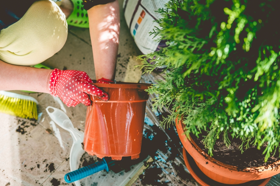 sadzenie iglaka w donicy