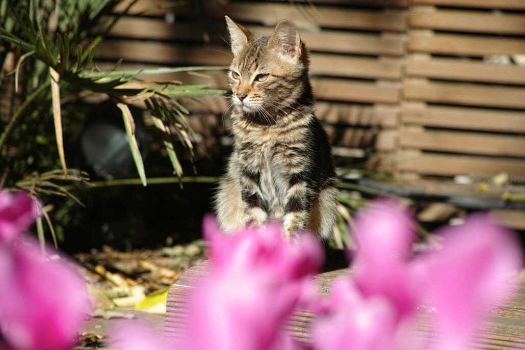 Mały pręgowany kotek siedzi na zewnątrz w słońcu, otoczony drewnianym płotem i liśćmi. Różowe kwiaty na pierwszym planie dodają scenie eksplozji koloru. 
