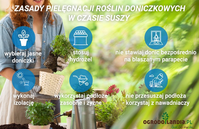 zasady pielęgnacji roślin doniczkowych w czasie suszy