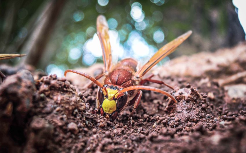 szerszeń na ziemi