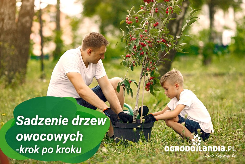 sadzenie drzew owocowych krok po kroku