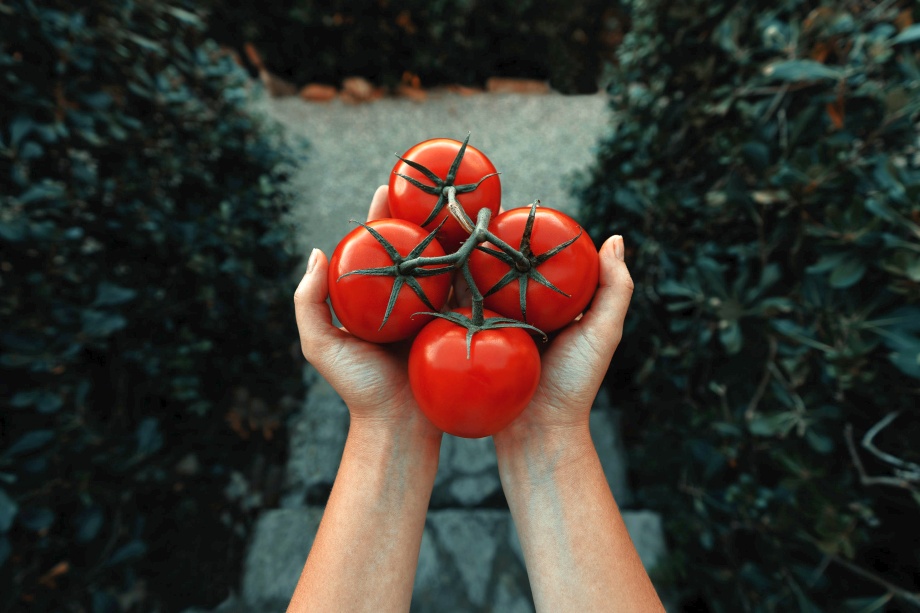 dorodne pomidory w dłoniach