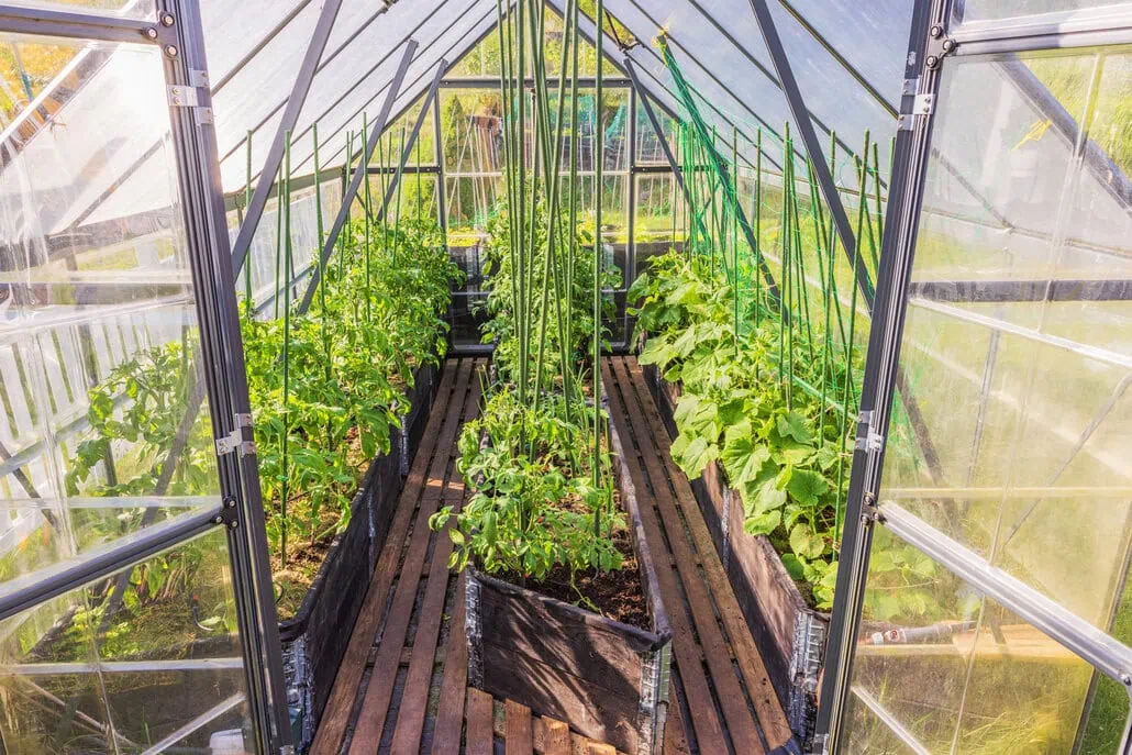 Wnętrze szklarni z rzędami zielonych, zdrowych roślin rosnących w podwyższonych grządkach w szklarni, wspartych na palikach, i światłem słonecznym wpadającym przez przezroczysty dach