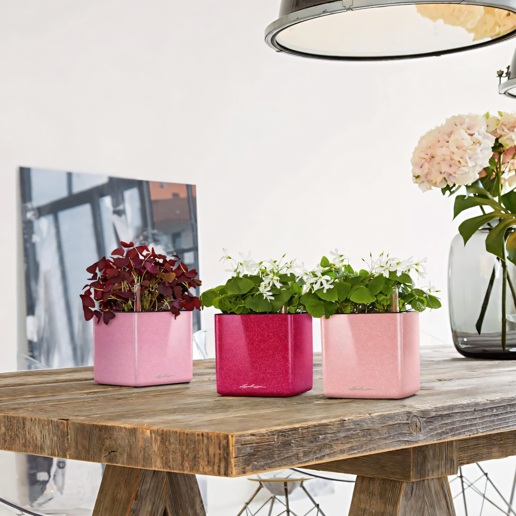 Trzy rośliny doniczkowe w kwadratowych różowych i purpurowych pojemnikach stoją na drewnianym stole. Każda roślina ma małe delikatne kwiaty w kolorze białym i ciemnoczerwonym. Nad nimi wisi duża lampa; w tle widać rozmazane zdjęcie i różową hortensję.