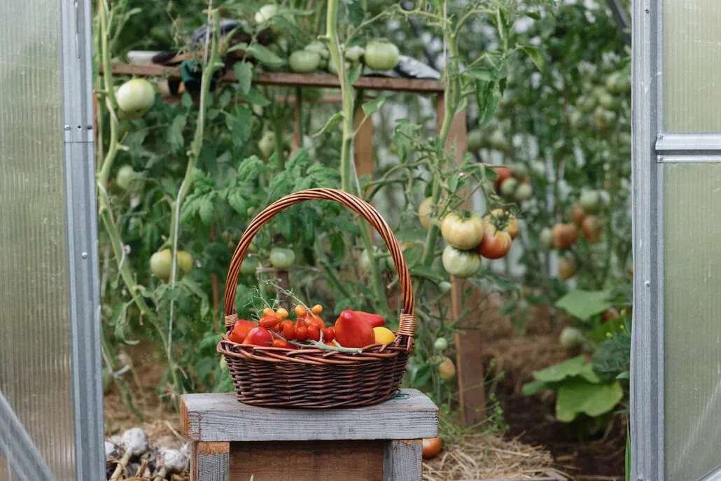 Wiklinowy kosz wypełniony świeżo zerwanymi pomidorami znajduje się na drewnianej skrzyni wewnątrz szklarni, otoczony wysokimi krzakami pomidorów z zielonymi i dojrzewającymi owocami. 
