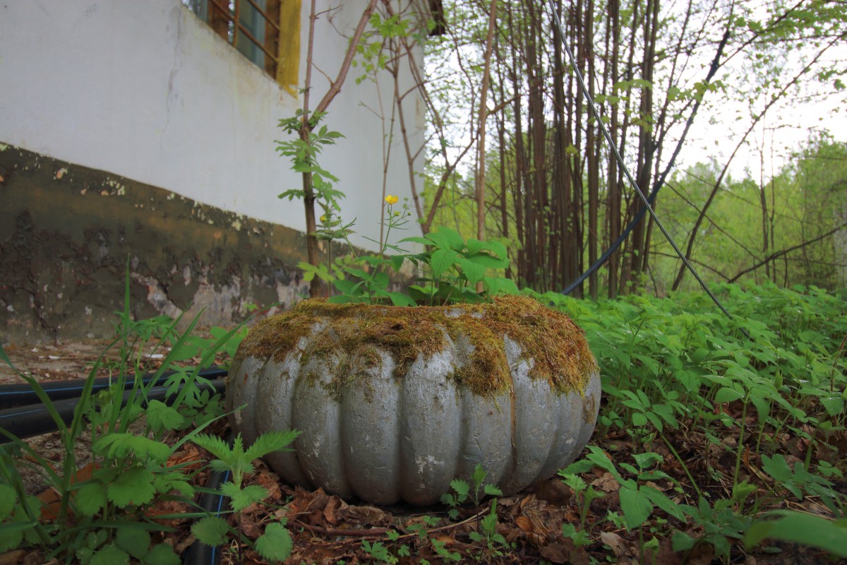 Kolorowa betonowa dynia pokryta mchem siedzi wśród zielonych roślin przed niszczejącym białym budynkiem na tle lasu. 