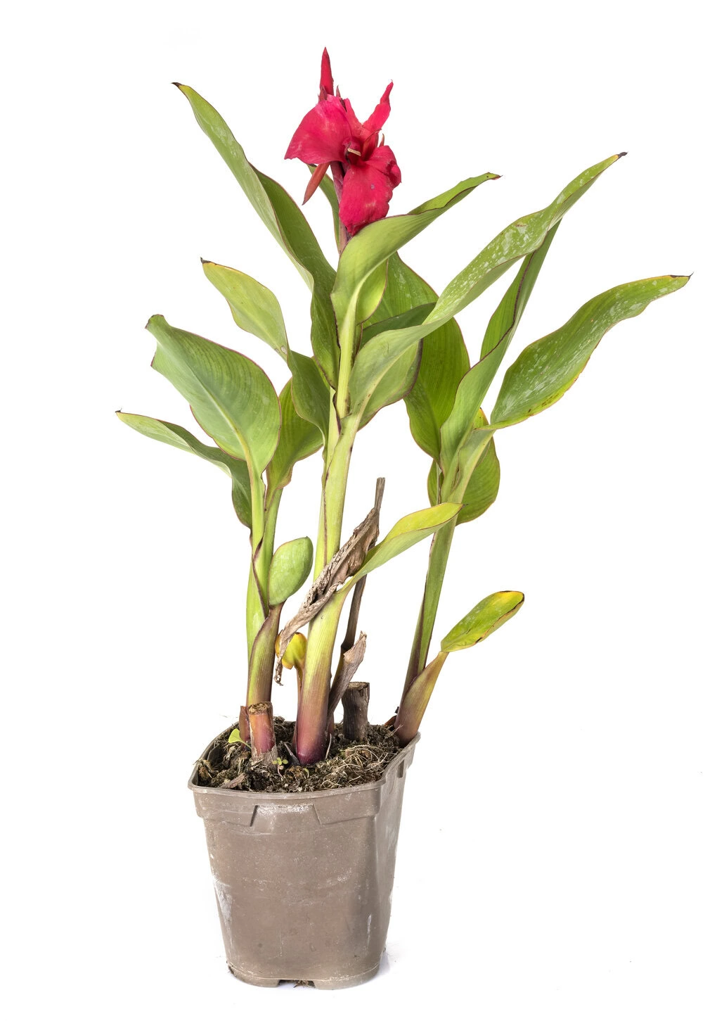 Doniczkowa Kanna w doniczce prezentuje wysokie zielone łodygi i szerokie liście, zwieńczone żywym czerwonym kwiatem