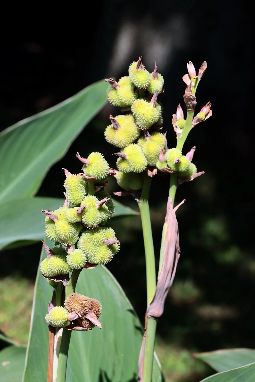 Zbliżenie zielonych, kolczastych strąków nasion Kanny na wysokich łodygach, otoczonych dużymi, ciemnozielonymi liśćmi. Oświetlenie podkreśla fakturę i szczegóły strąków na ciemniejszym tle