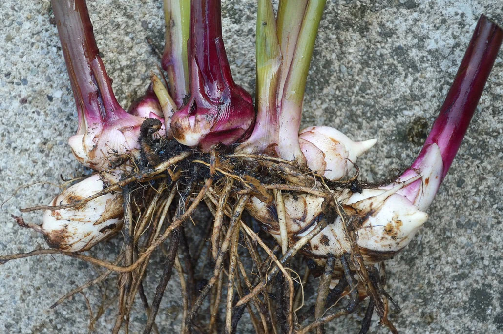 Zbliżenie świeżo zebranych cebulek Kannyich czerwonofioletowych łodyg i splątanych korzeni spoczywających na szarej betonowej powierzchni