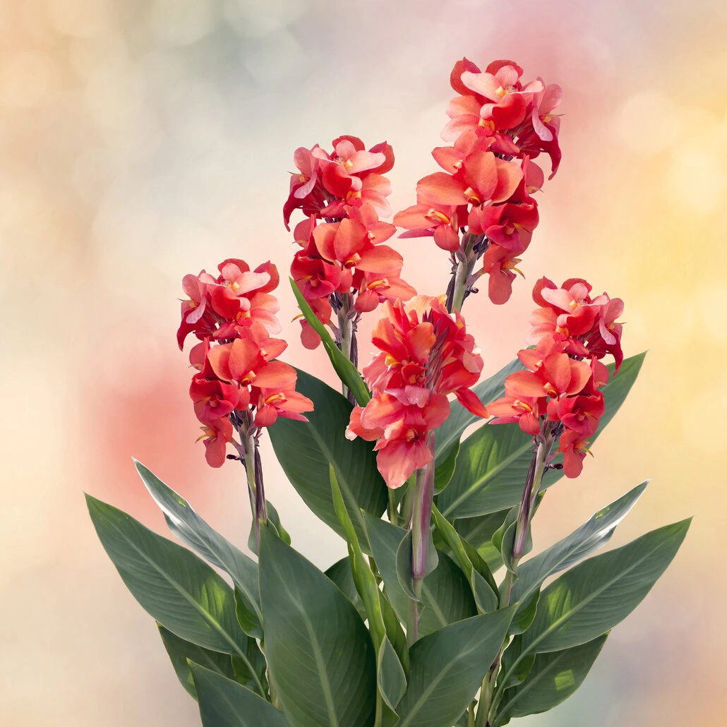 Grono żywych czerwono-pomarańczowych lilii Kanny, ich bujne zielone liście na tle miękkiego, nieostrego tła w pastelowych odcieniach żółtego, różowego i szarego.