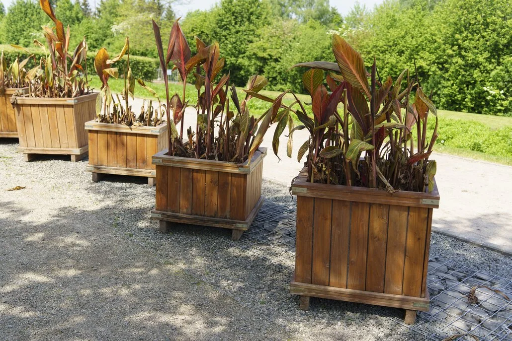 Drewniane donice ustawione wzdłuż żwirowej ścieżki, każda z wysokimi, więdnącymi roślinami o brązowych liściach, przypominającymi Kanna w donicy. W tle widoczne są bujne zielone drzewa