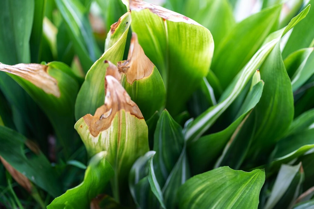 Zbliżenie zielonych liści Kanny z suchymi, brązowymi krawędziami. Liście różnią się rozmiarem i kształtem, wykazując oznaki więdnięcia