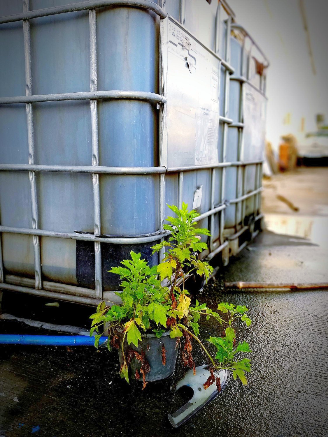 Niewielką roślinę doniczkową o zielonych i żółtych liściach umieszcza się na ziemi w pobliżu dużego, przemysłowego, szarego pojemnika ( tzw. Mausera ). Obszar wydaje się wilgotny, a niebieski wąż leży na mokrej powierzchni w pobliżu doniczki. 