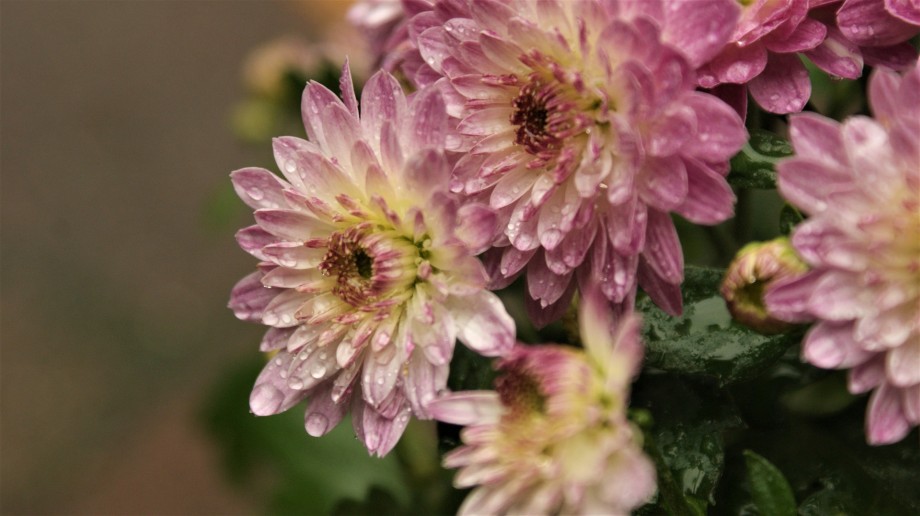chryzantemy