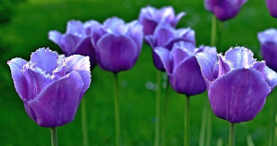 fioletowe tulipany