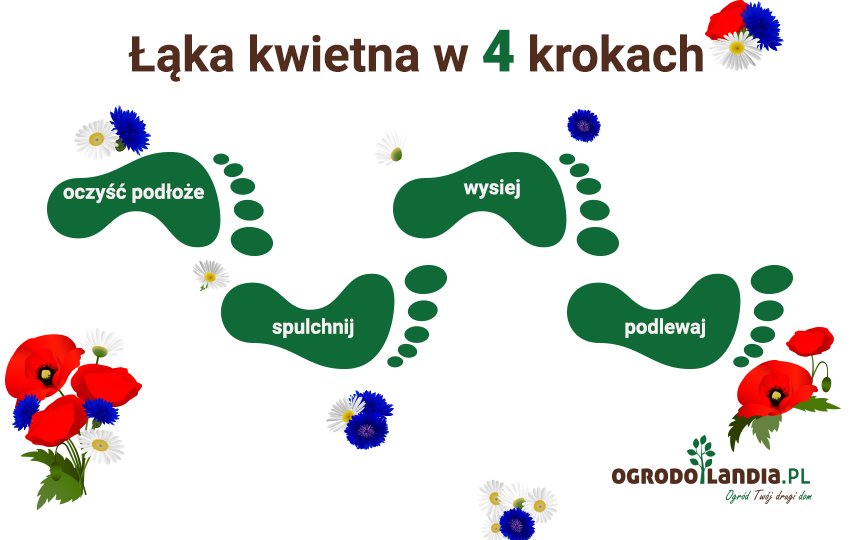 łąka kwietna w 4 krokach