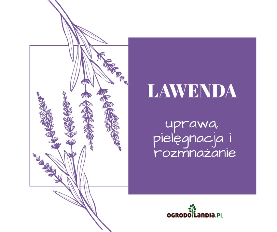 lawenda - pielęgnacja i rozmnażanie
