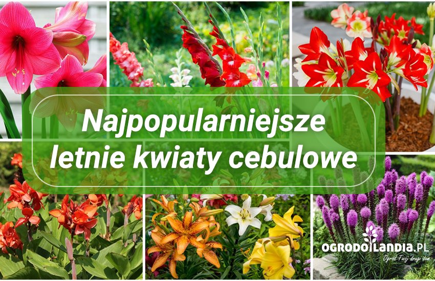 najpopularniejsze letnie kwiaty cebulowe