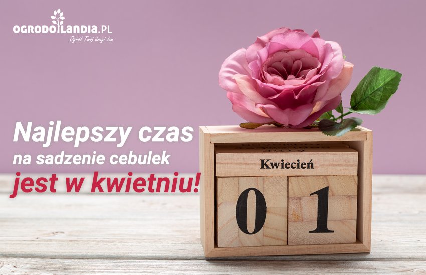 najlepszy czas na sadzenie cebulek jest w kwietniu
