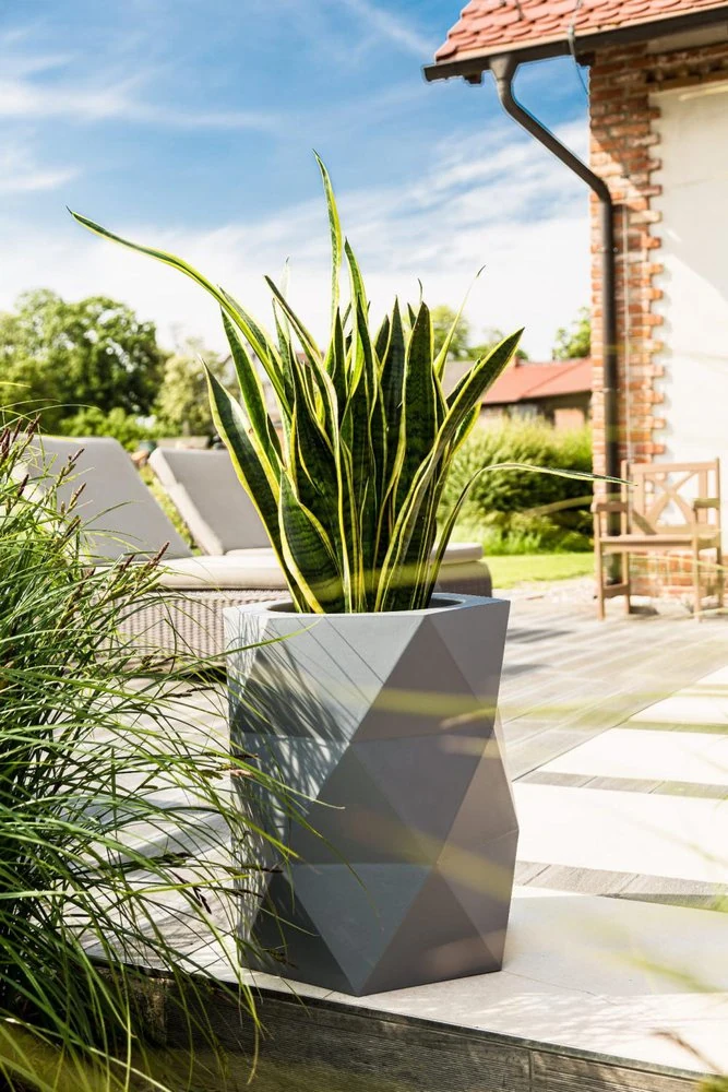 Wysoka, geometryczna szara donica z rośliną wężową jest umieszczona na drewnianym tarasie. W tle widać leżaki, zieloną trawę i częściowo widoczny dom z ceglaną ścianą i czerwonym dachem. Scena jest jasna i słoneczna z czystym, błękitnym niebem. 