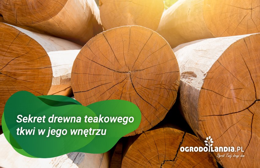 sekret drewna teak tkwi w jego wnętrzu