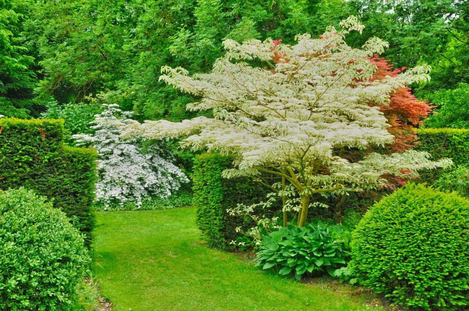 drzewo o białych liściach