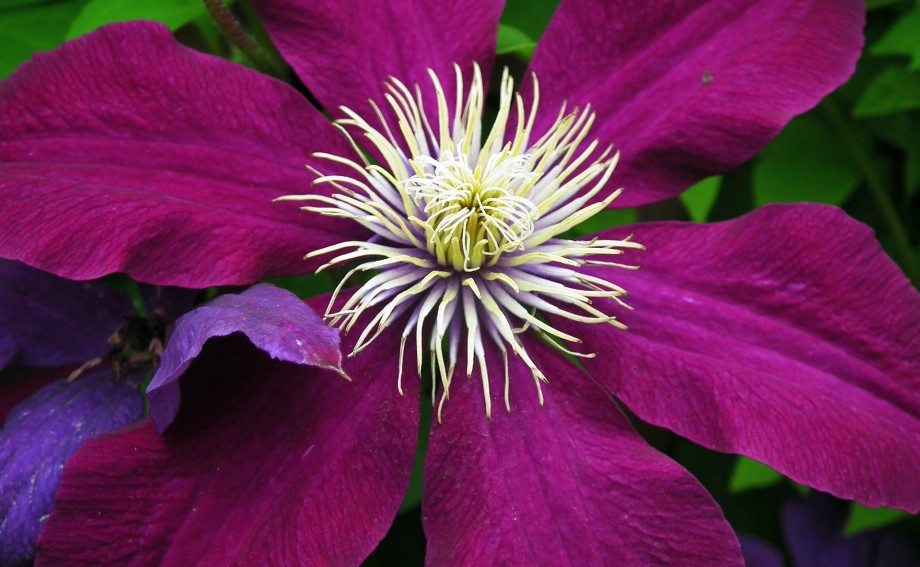 bordowy kwiat clematisu