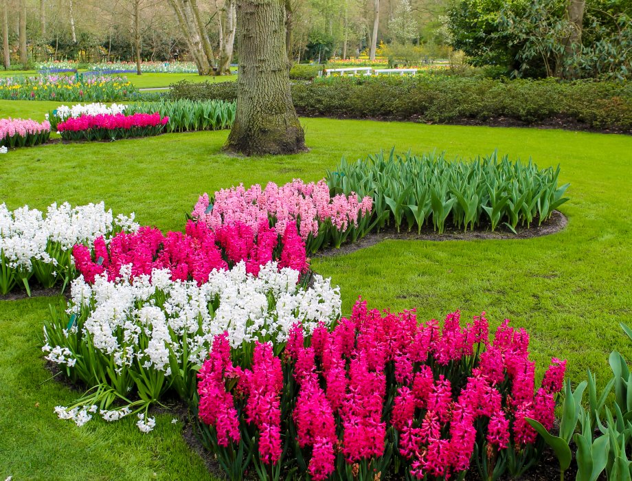 hiacynty w różnych kolorach