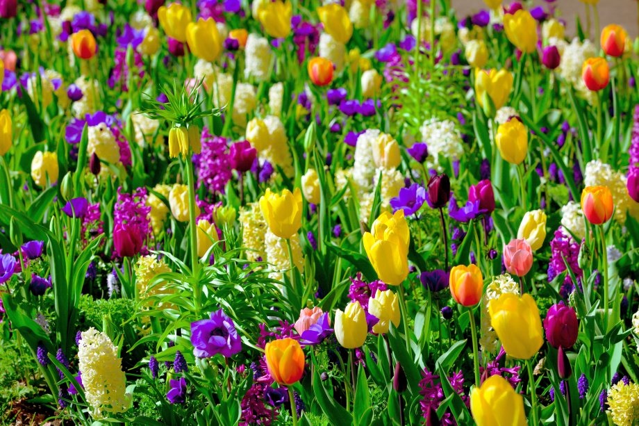 kolorowa kompozycja kwiatów cebulowych