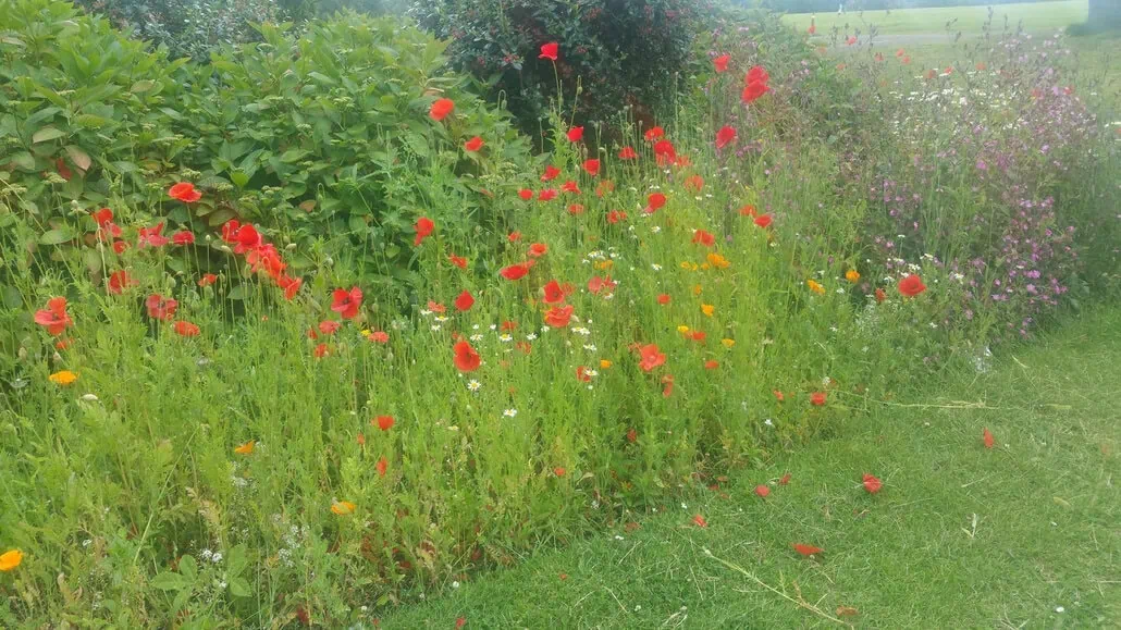 Bujna granica ogrodu z żywymi kwiatami polnymi, takimi jak czerwone maki, pomarańczowe i żółte kwiaty oraz białe stokrotki.