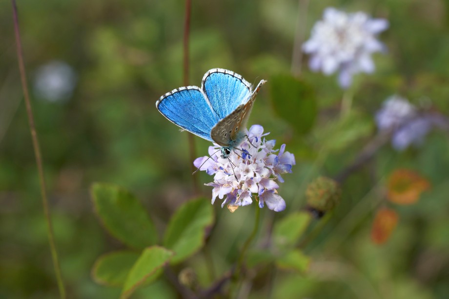 niebieski motyl na kwiecie