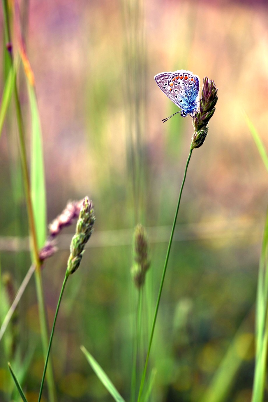 motyl na kłosie zboża