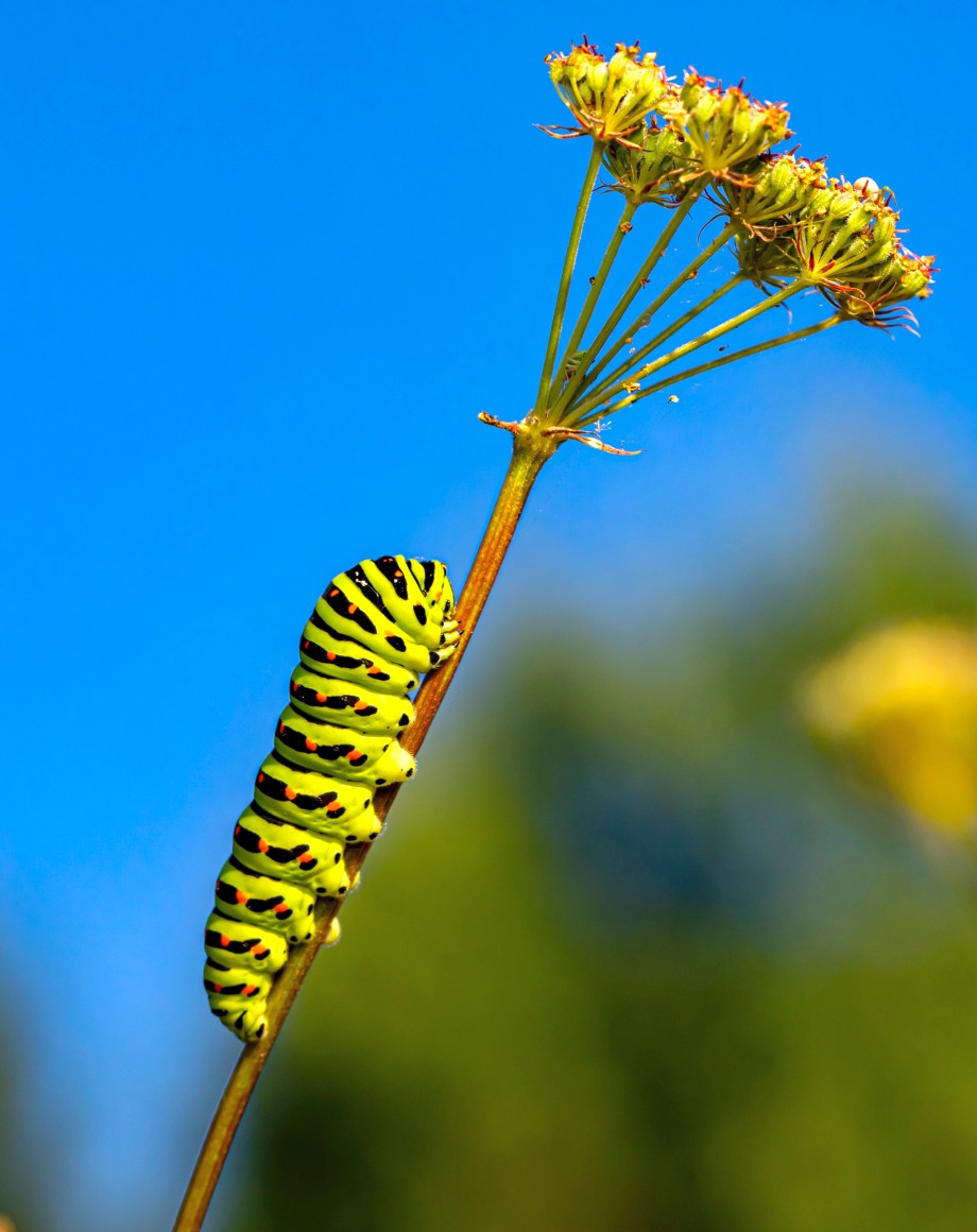 gąsienica motyla na łodydze kwiata
