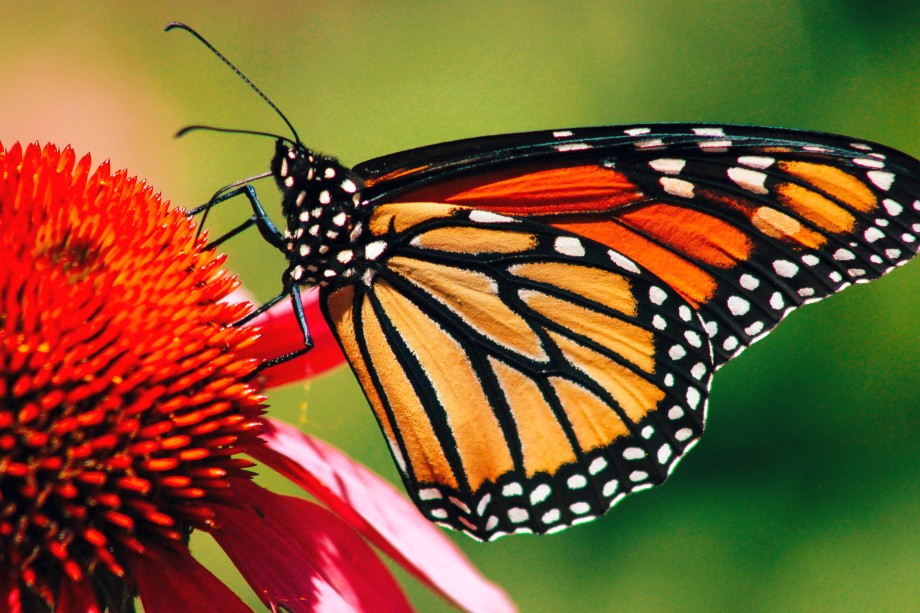 motyl na kwiacie jeżówki