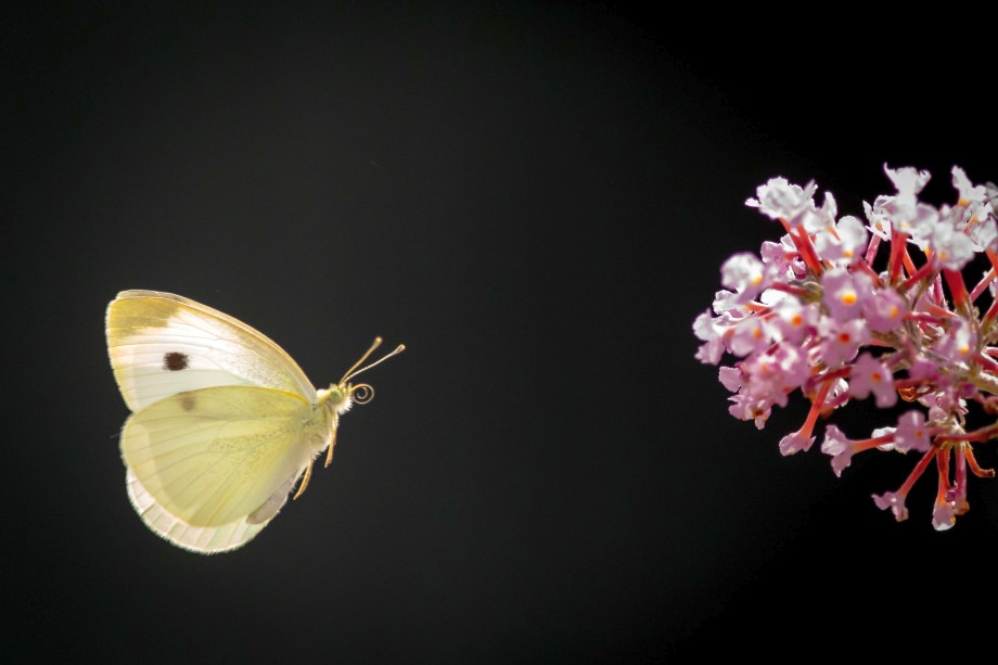 motyl lecący do kwiata