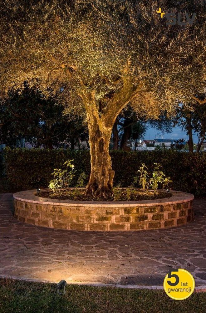 podświetlone drzewo